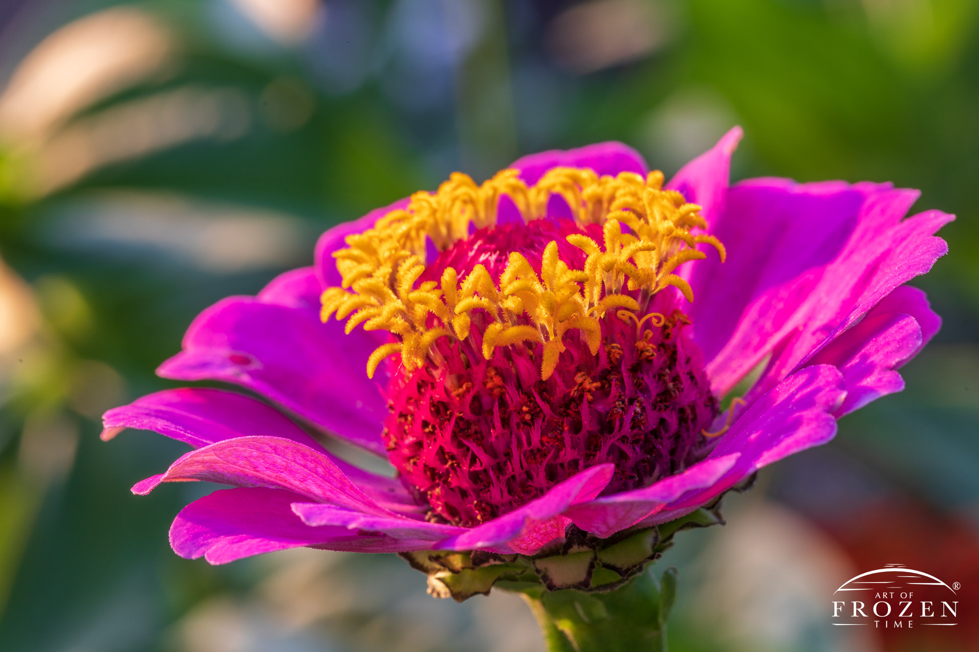 A close view of Zinnia Elegans which shows its pink petals and yellow seeds as the evening sun sidelights the flower in golden light