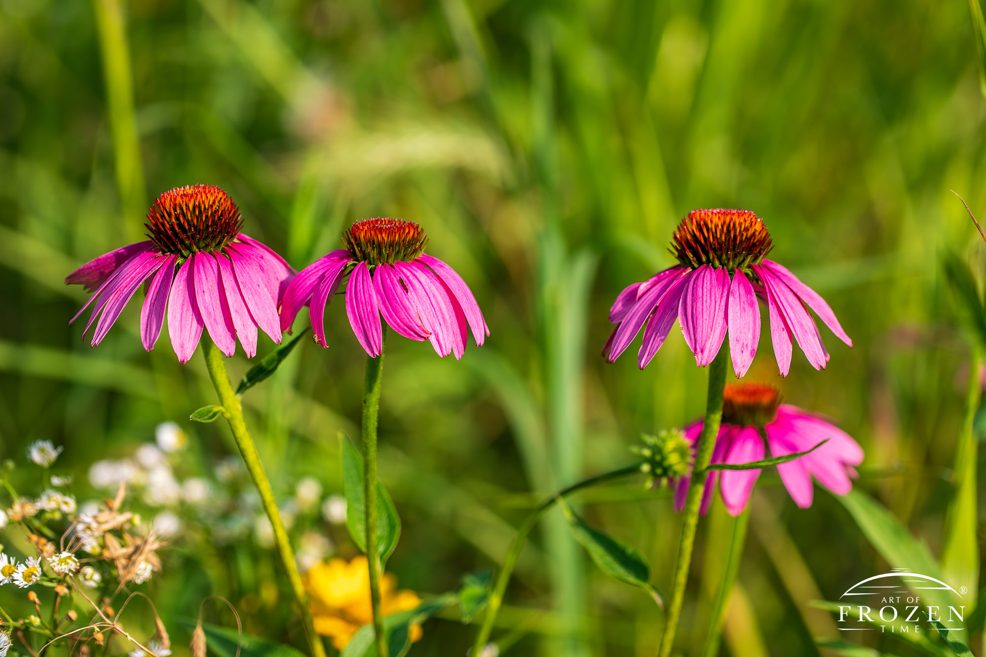 A small group of Purple Coneflower basking in the evening light