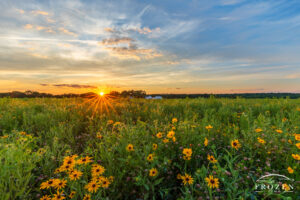 Tall grass prairie sunset where a sunburst mimics the yellow petals of the Black-eyed Susans under an interesting sky