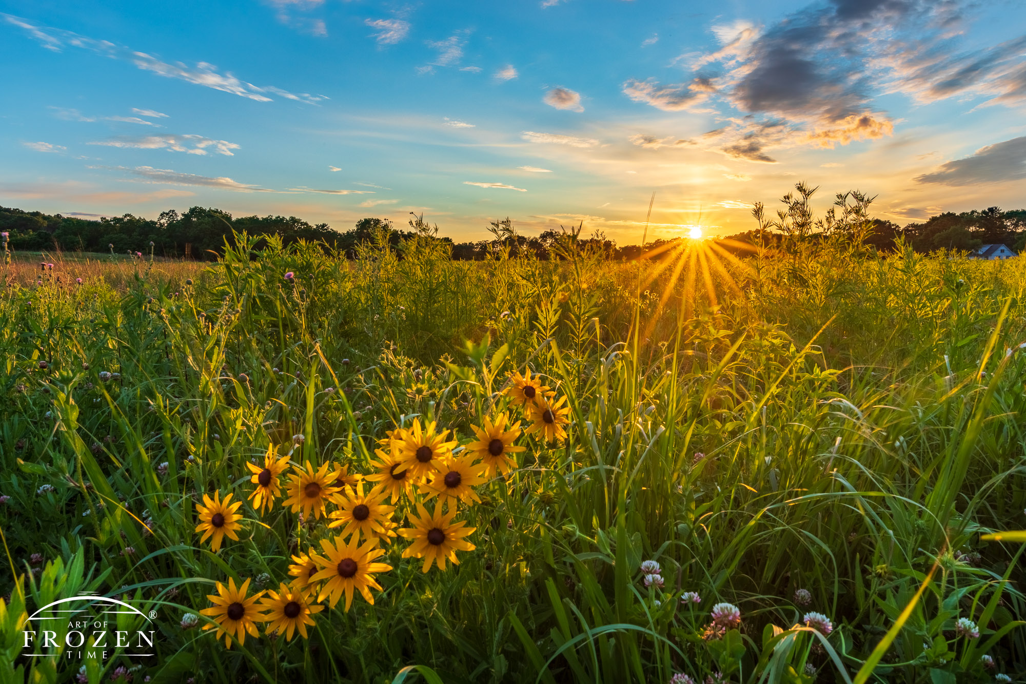 A patch of Black-eyed Susans basking in the evening light while mimicking the rays from the setting sun