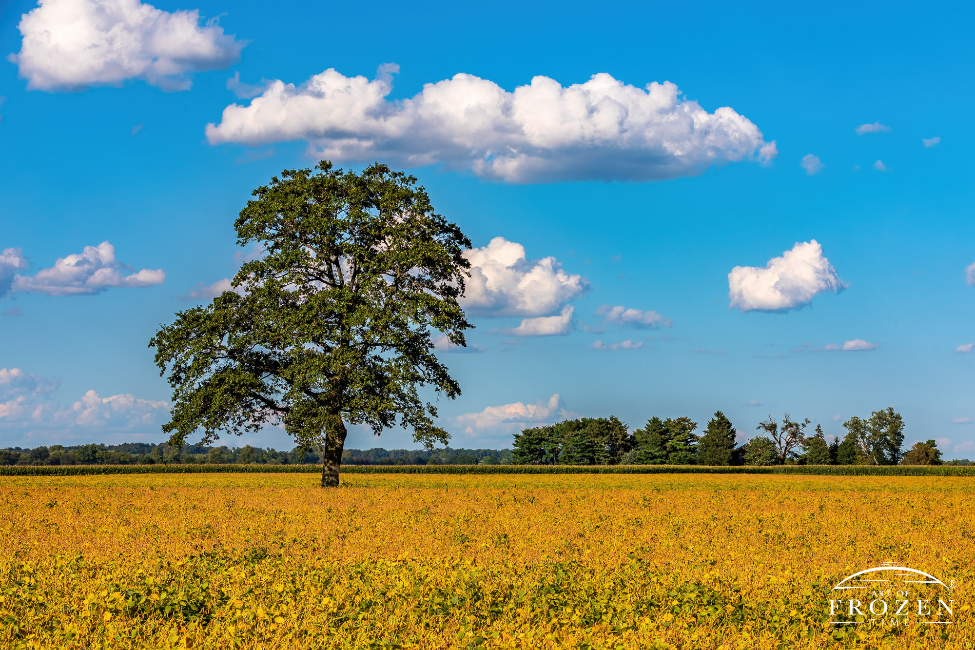 A solitary tree standing in a field of golden soybeans and blue skies