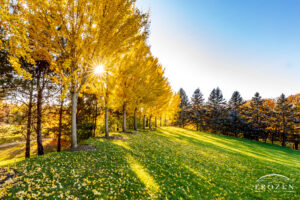 The golden sun shines through a yellow trees at Stubbs Park Amphitheater during this autumn susnet