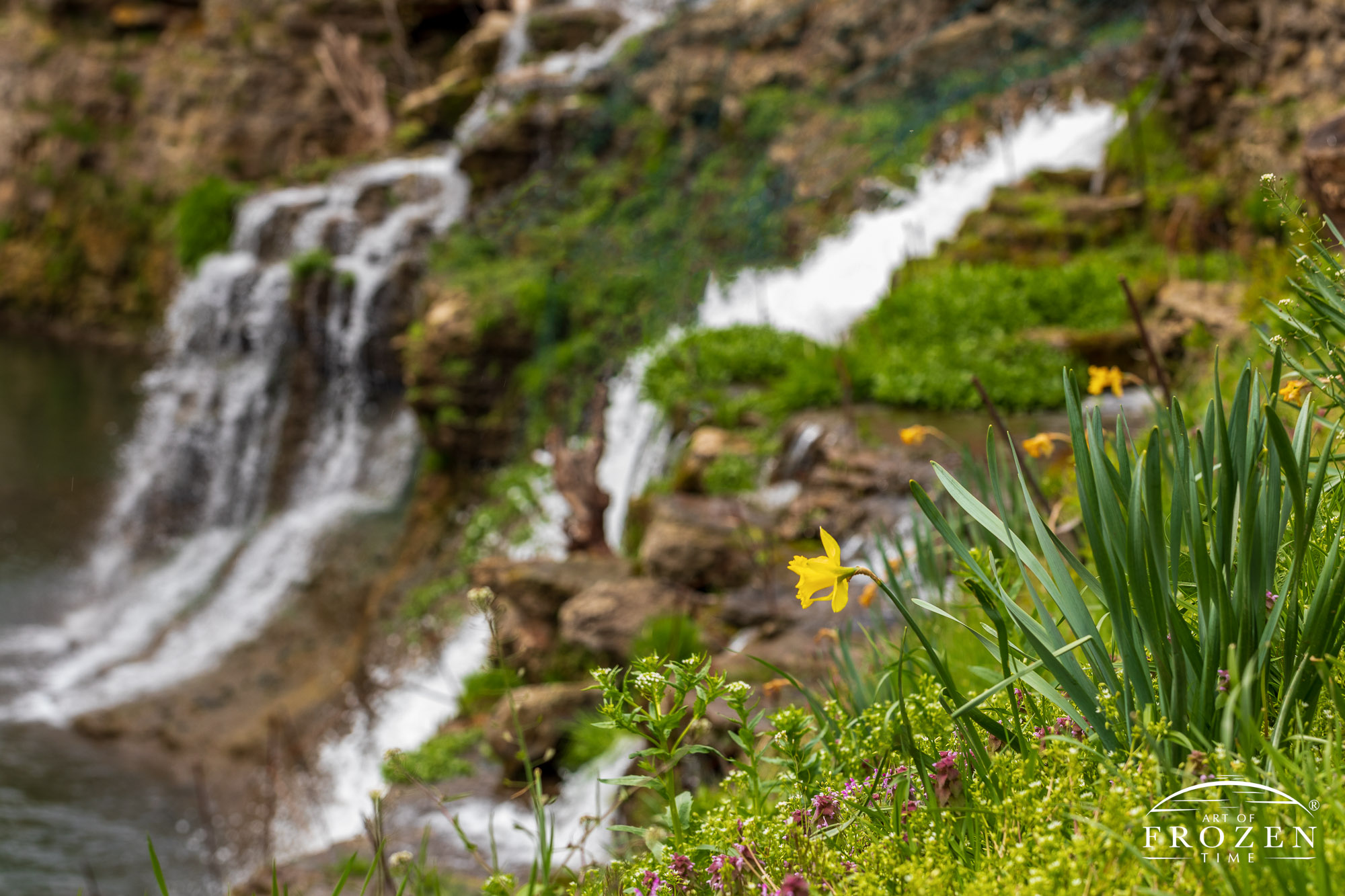 An intimate view of a blooming daffodil as it clings to rocks near Clifton Mill