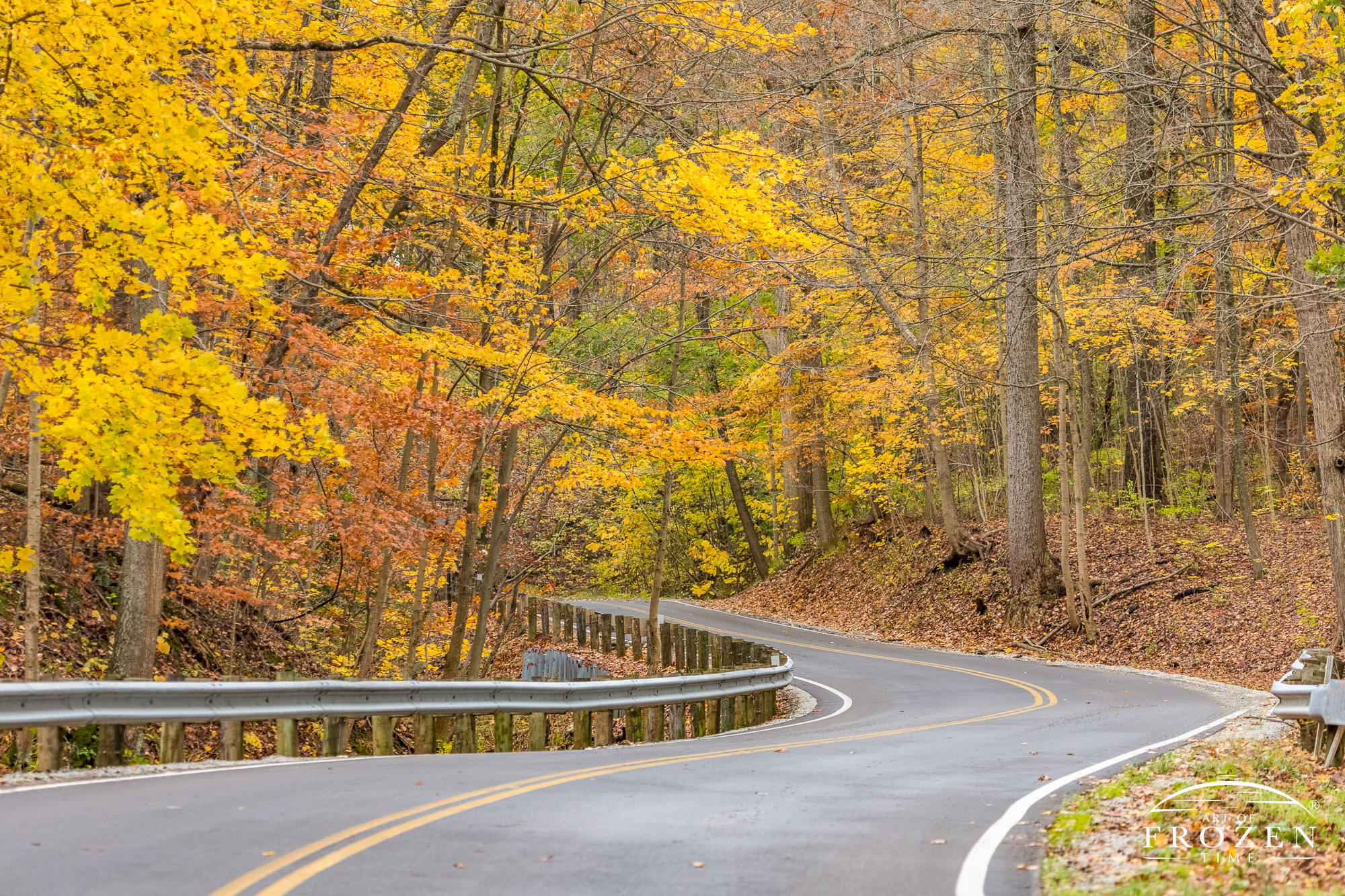 A winding road passes through a forest of sugar maple leaves displaying their fall colors