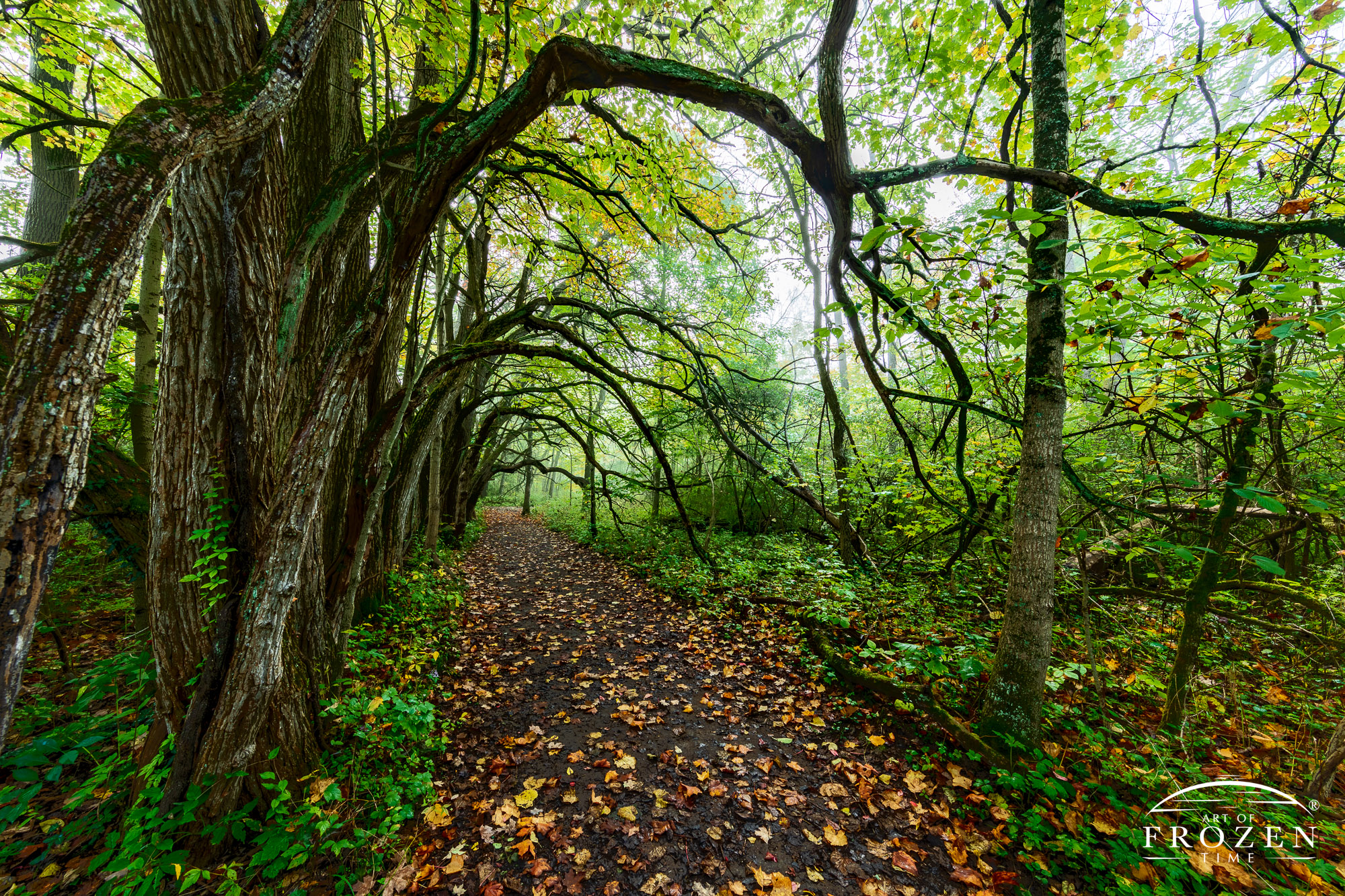 A foggy view of a living tunnel formed by Osage Orange trees that serves as a natural ancient fence line