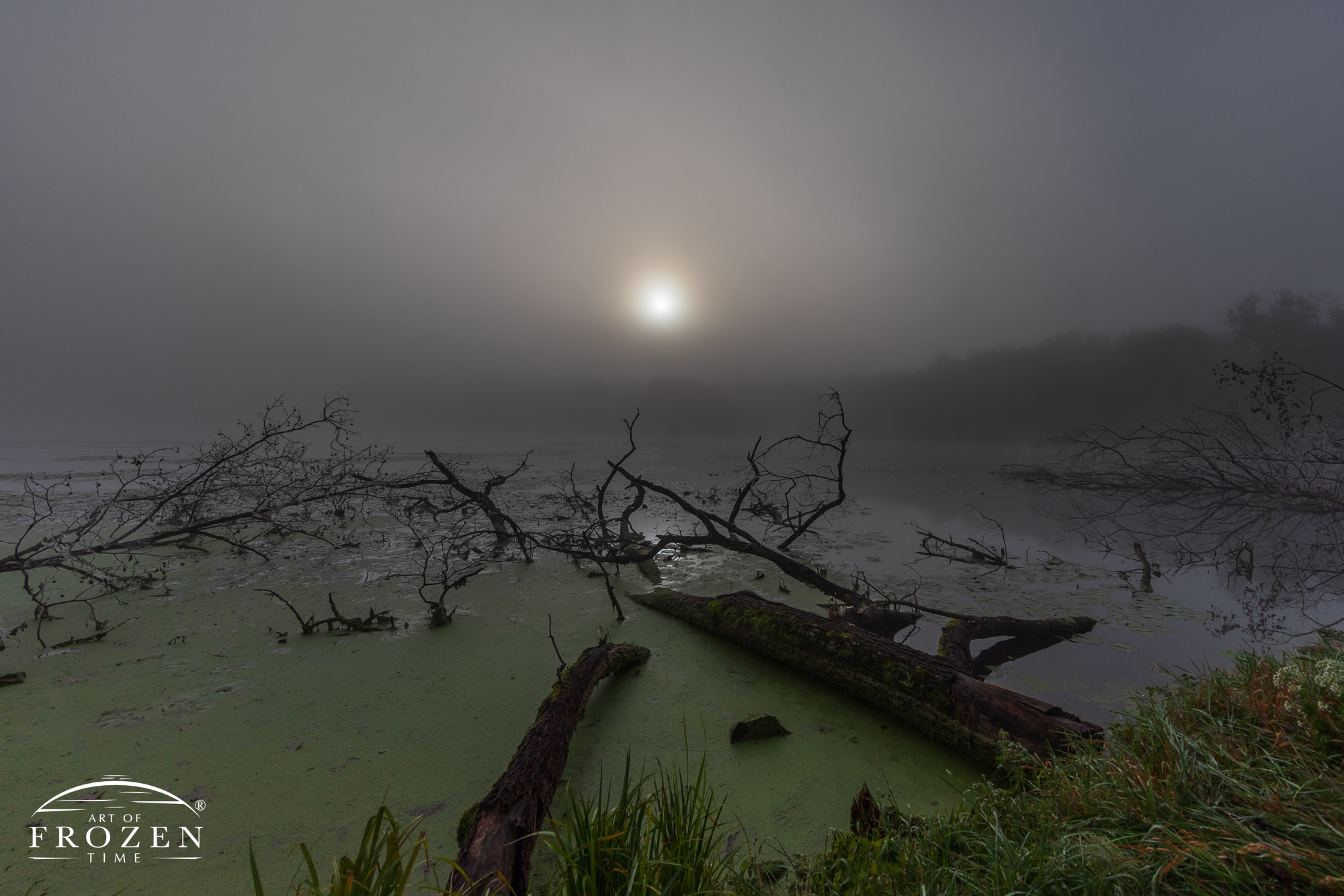 A think fog bank renders the sun to moon-like brightness as a fallen tree lies in the marsh creating a habitat for fish, amphibians and insects.