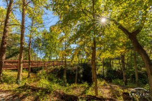 A footbridge crossing a small gorge as an early autumn sun shone brightly through the changing leaves.