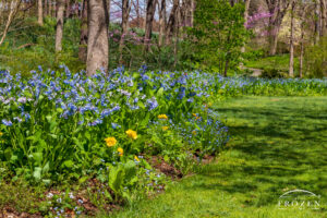 In Aullwood MetroPark’s Front Garden, these Virginia Bluebells sprout from flowerbeds around each tree.