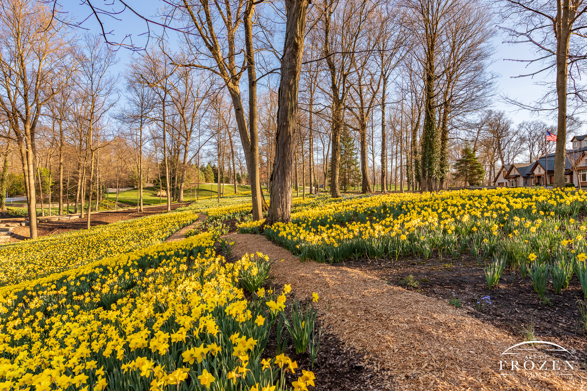 Panoramic view of a Dayton home with 160,000 daffodils in front of their property.