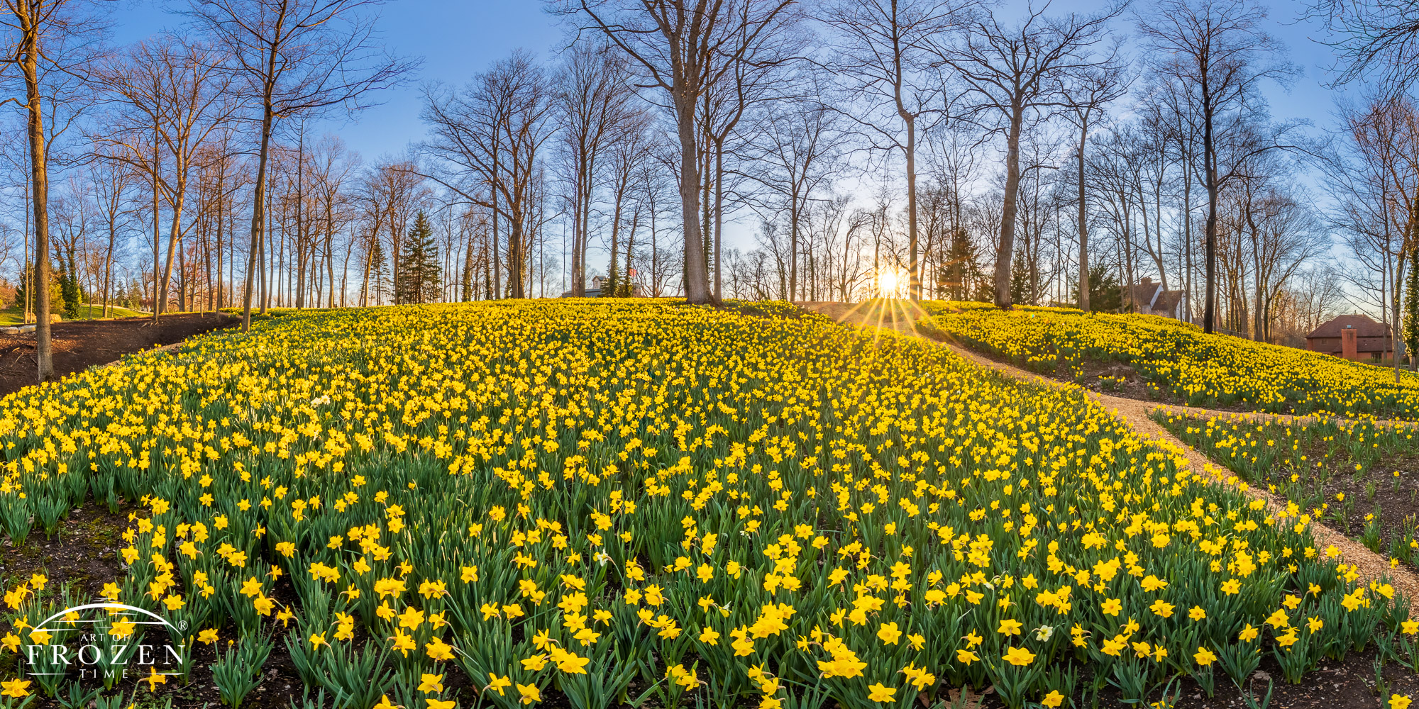Panoramic view of a Dayton home with 160,000 daffodils in front of their property.