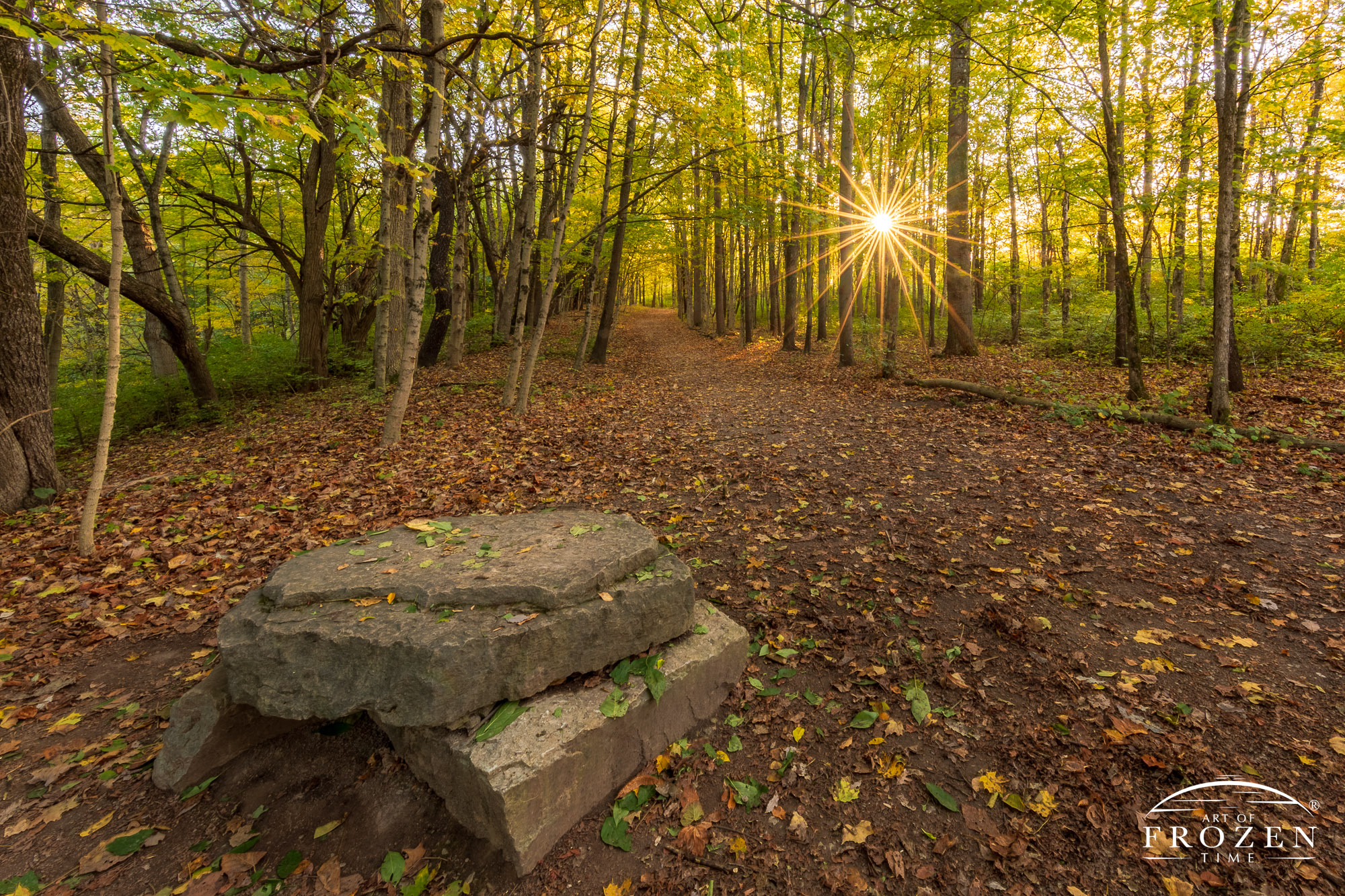 As this hiking trail disappears behind a grove of trees, the setting sun backlights the forest floor and backlights the thinning leaves during this autumn evening