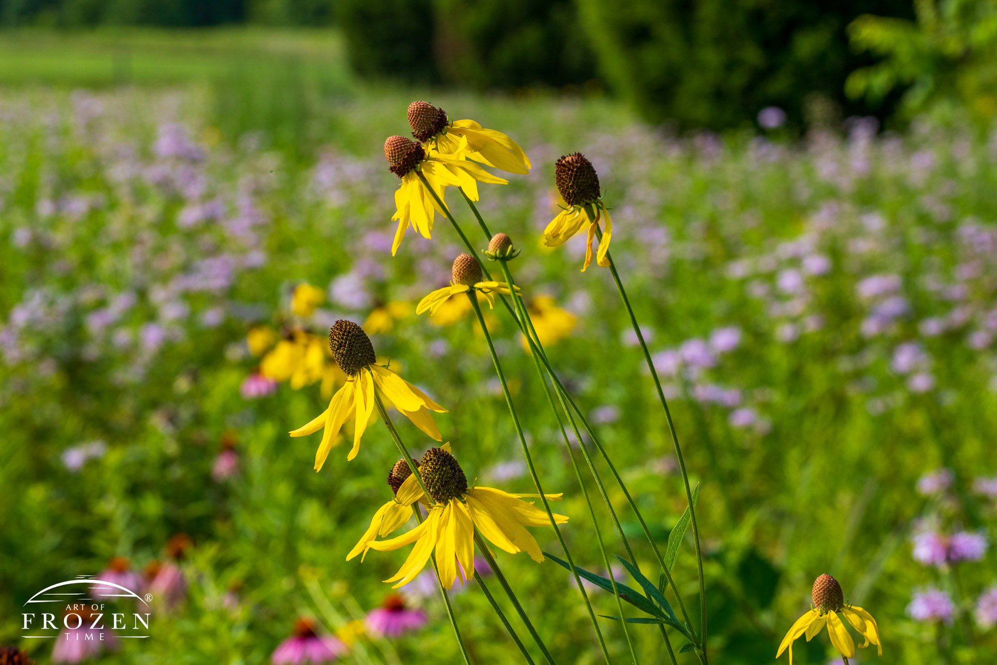 A small group of Gray-headed Coneflower growing in a recultivated Ohio prairie