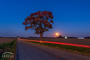 A full moon rising near a tree along an empty country road which cuts through fields recently cleared of corn.