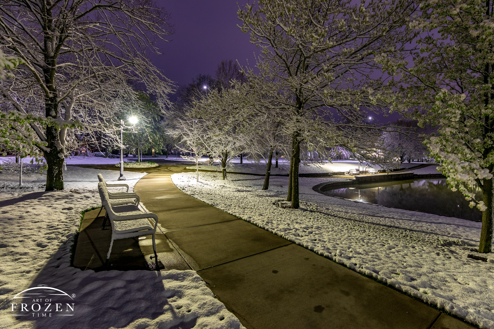 A park pathway during a late spring snow where the blooming tree branches strain under their power white coating.