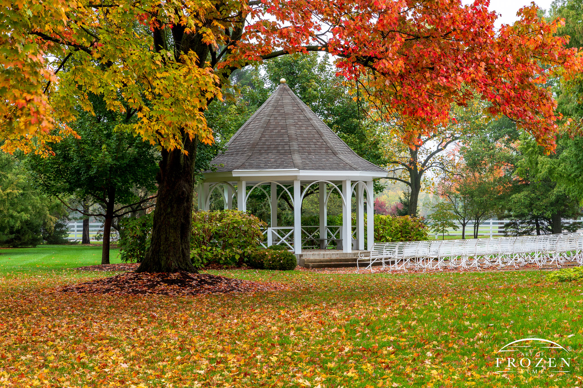 A rainy autumn evening where a large colorful maple tree frames a white gazebo and its benches lined up for the next celebration