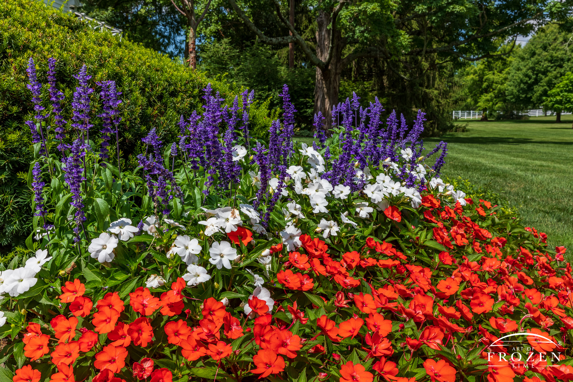 A patriotic flowerbed of red and white pansies along with purple salvia in front of Kettering Ohio’s Polen Farm.