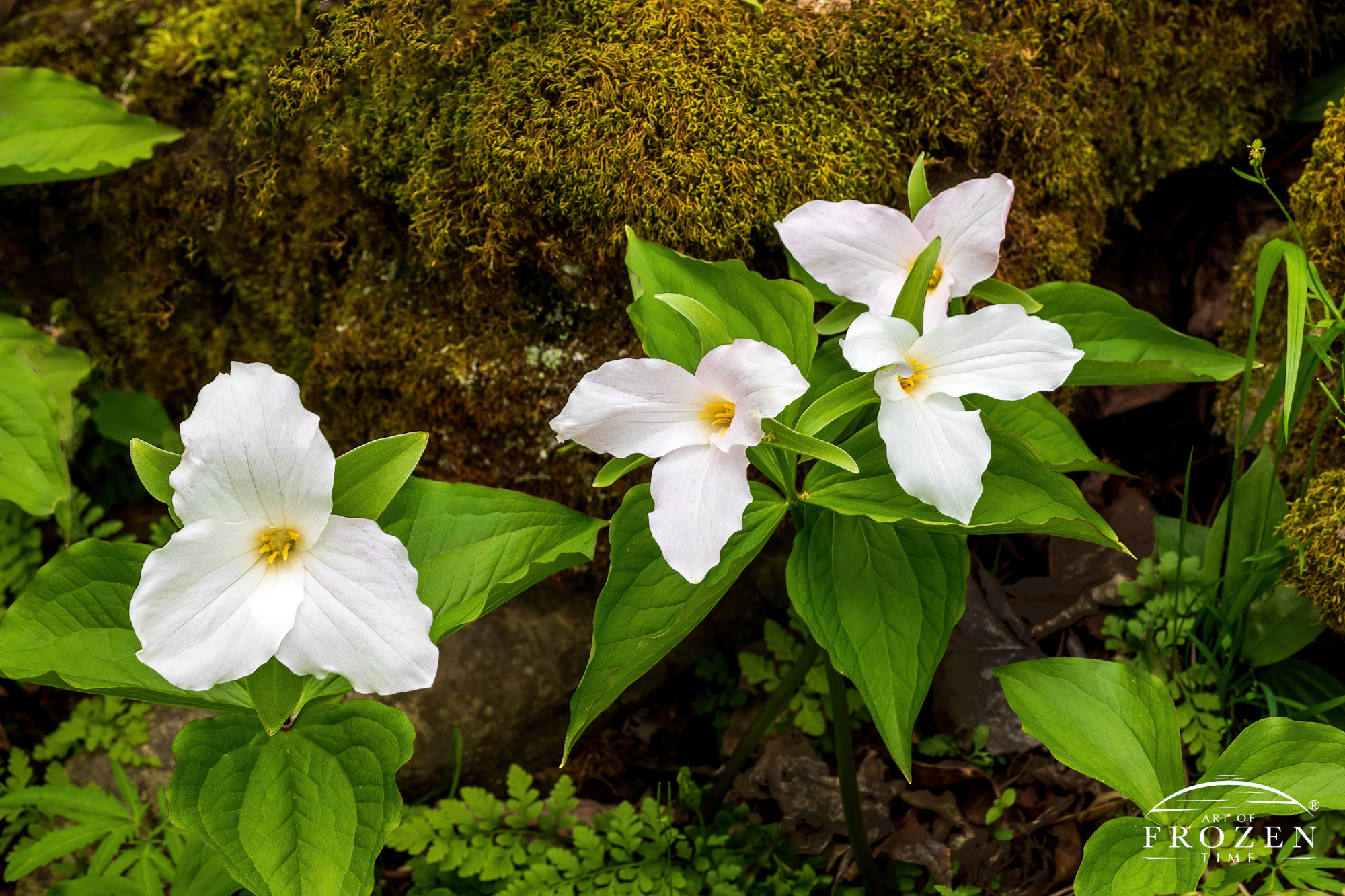 Four Large-flowered Trillium blooms at the base of a mossy rock in John Bryan State Park, Ohio, with white petals and two flowers turning soft pink.
