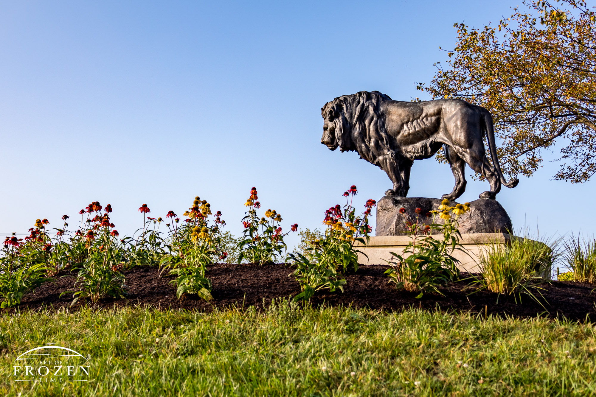 A sculpture of a male lion overlooking the Dayton skyline which once served as a mascot for Steele High School