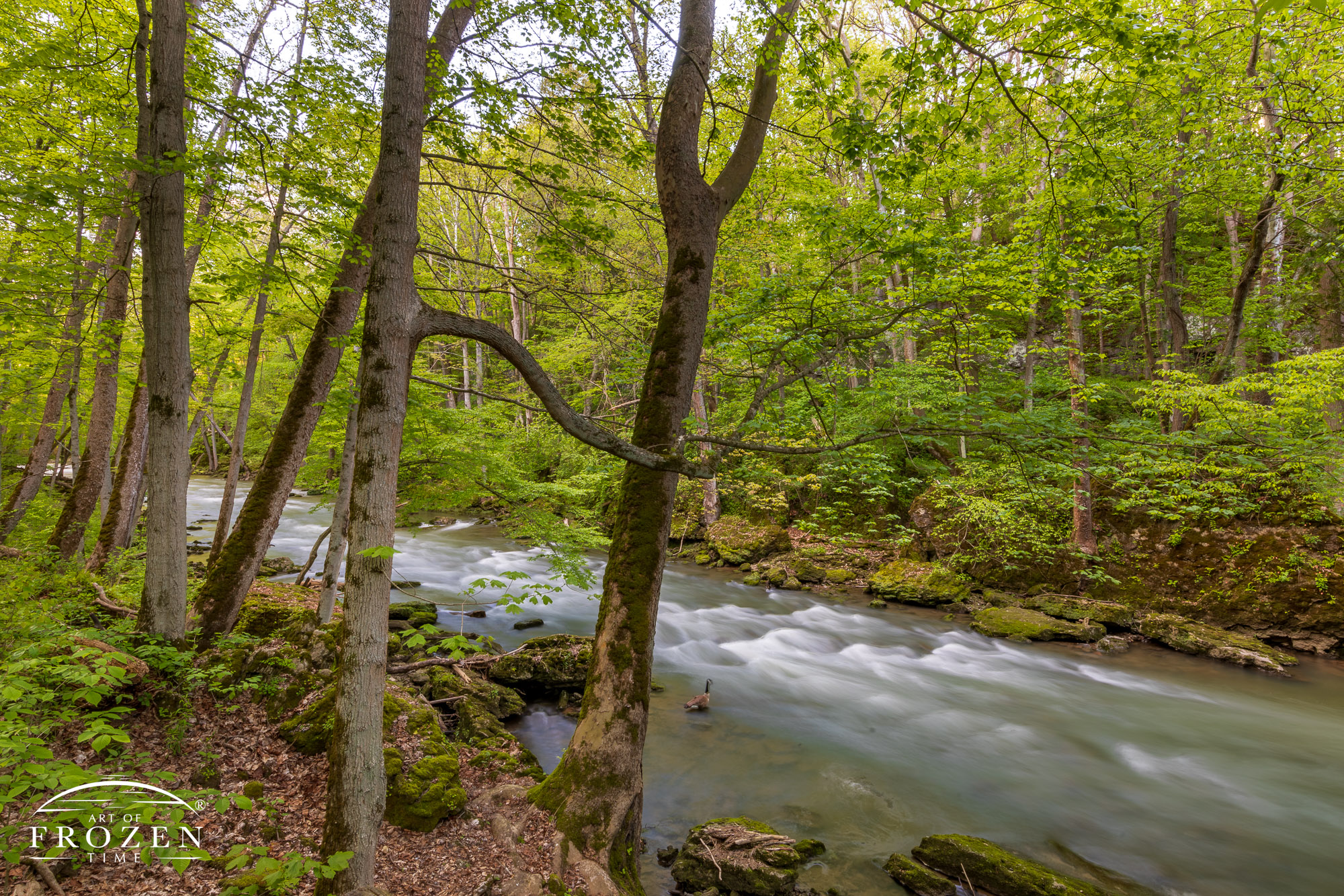 The Little Miami River passing through Clifton Gorge on a spring day