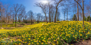 An Oakwood Ohio front yard featuring 160,000 daffodils in peak bloom among its rolling hills