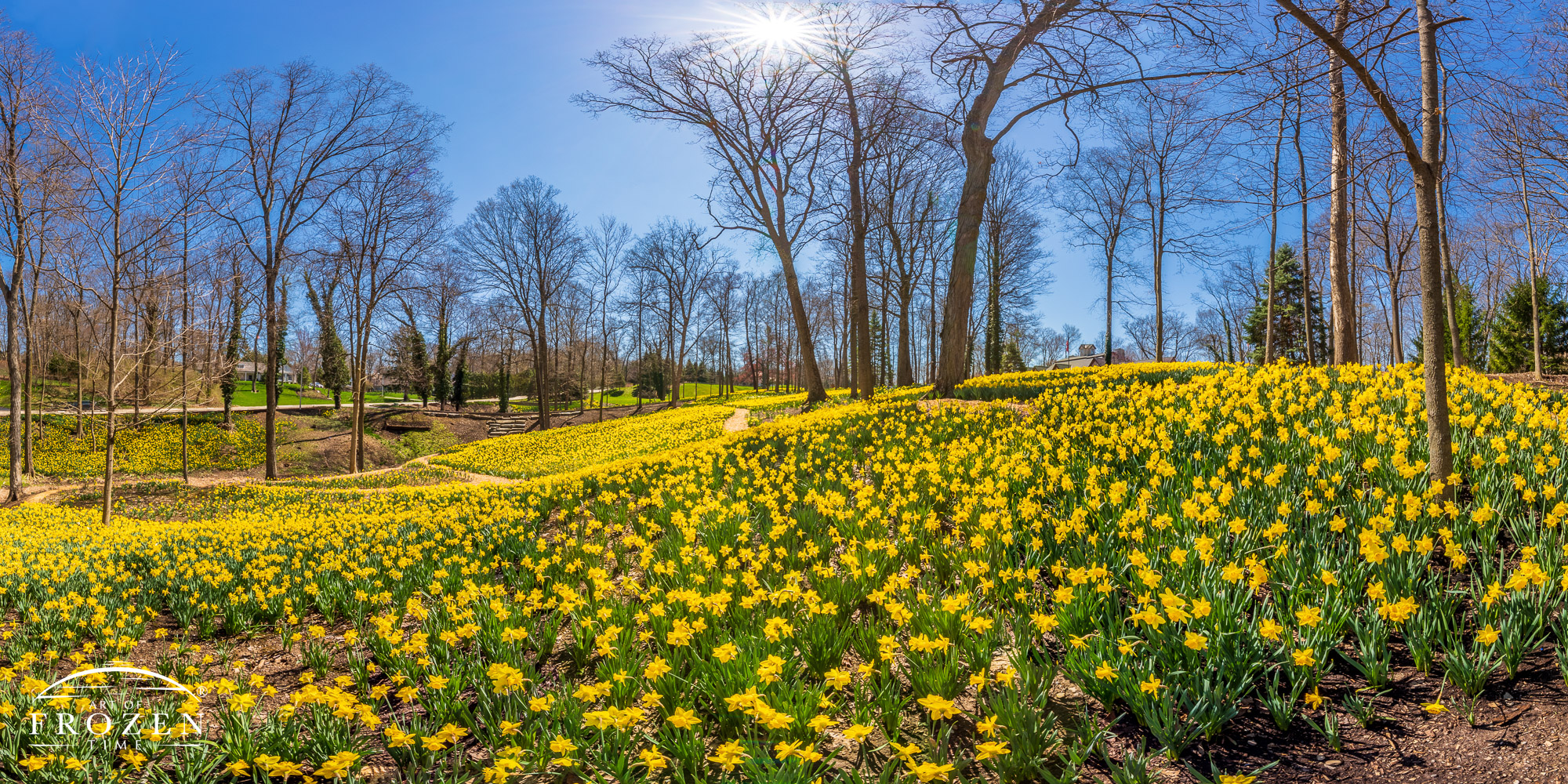 A panorama view of an Oakwood, Ohio, front yard featuring 160,000 daffodils in peak bloom among its rolling hills