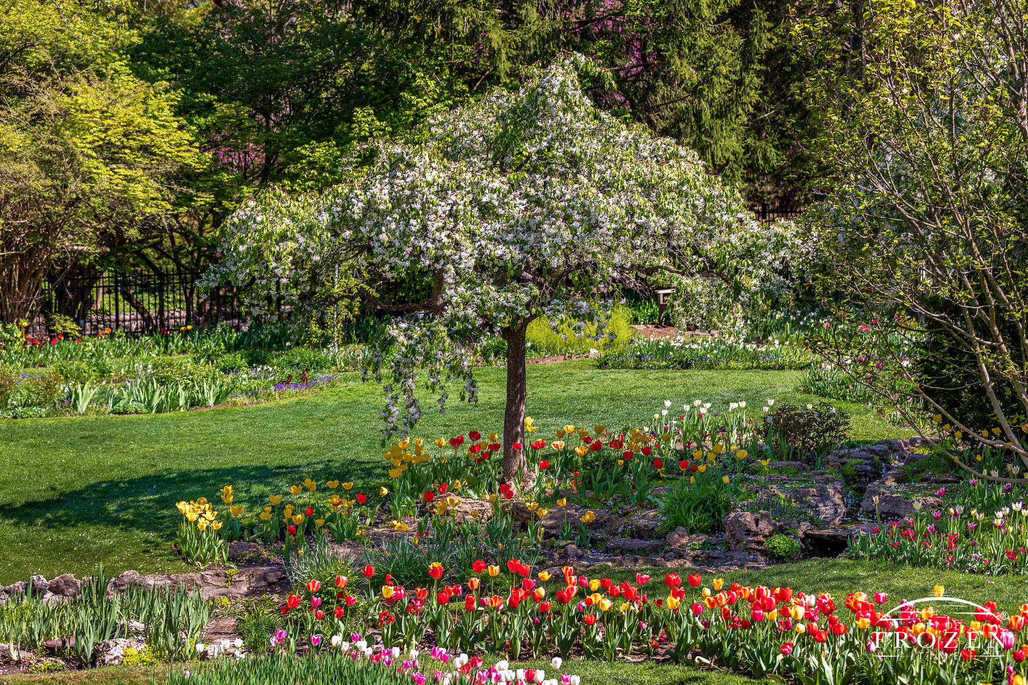 Flowerbeds of tulips stretch all over Oakwood Ohio’s Smith Memorial Gardens under blue skies