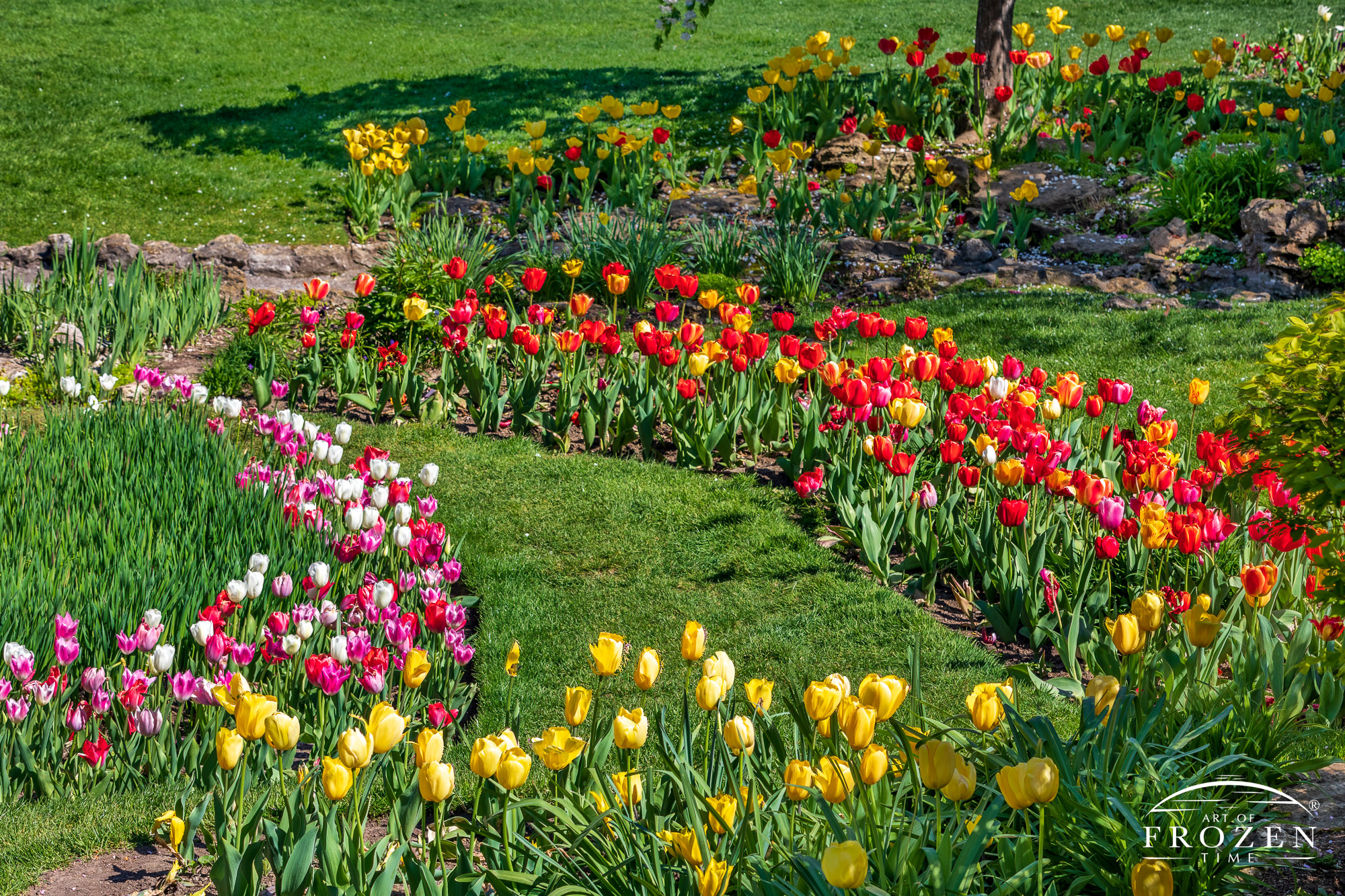 Flowerbeds of tulips stretch all over Oakwood Ohio’s Smith Memorial Gardens under sunny skies