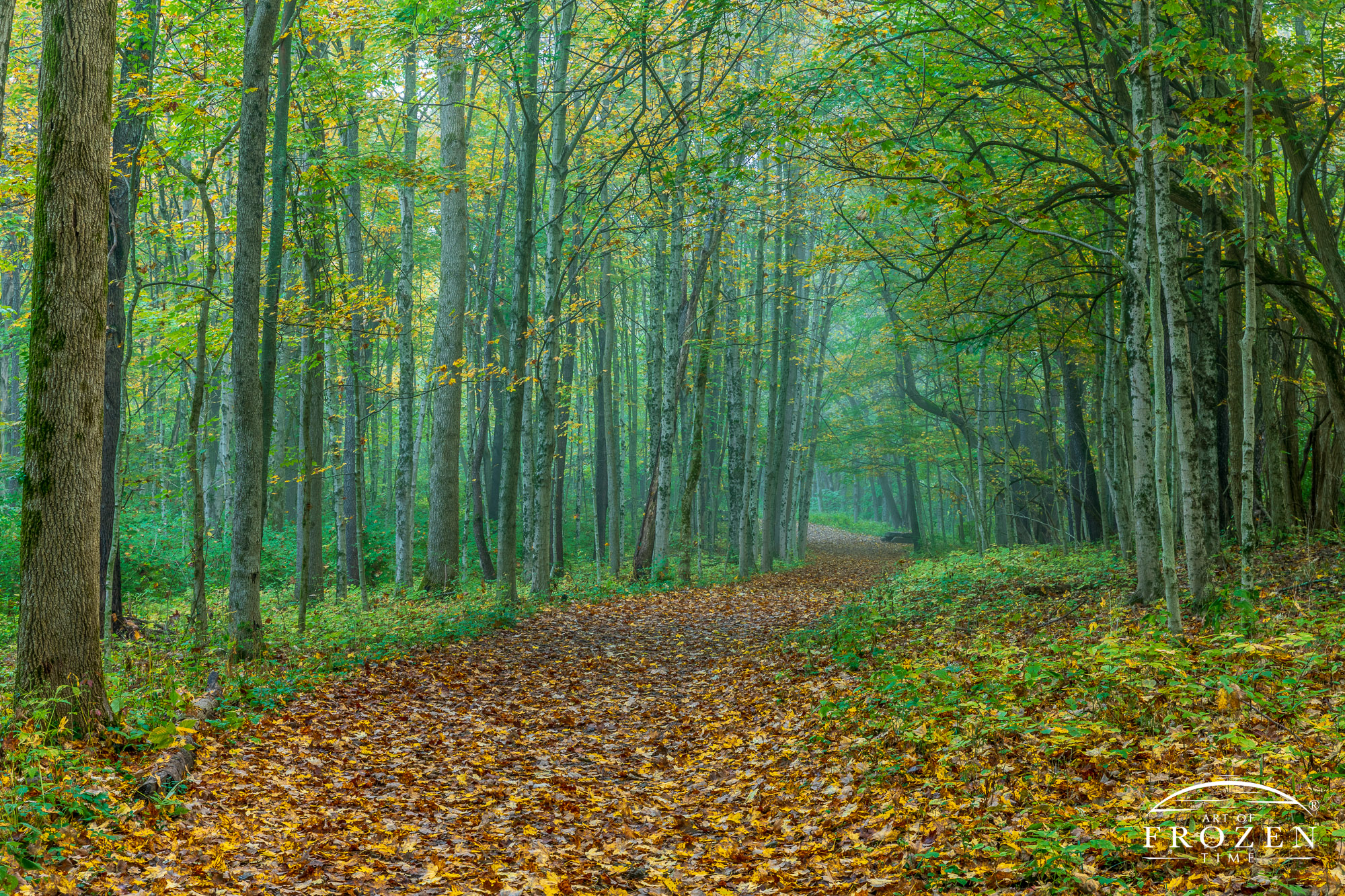 A meandering path through a stand of beech trees on a foggy autumn morning