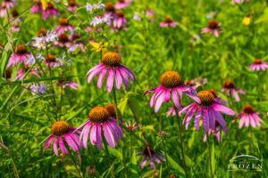 A patch of Eastern Purple Coneflower featuring their yellow seed centers and purple petals