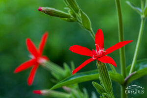 An endangered Royal Catchfly featuring 5 red petals and white sticky glands which trap insects.