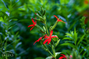 An endangered Royal Catchfly featuring 5 red petals and white sticky glands which trap insects.
