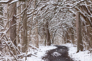 A contrasting winter scene of Sugarcreek MetroPark tunnel of trees where the wet, white snow coats the dark trees creating a visual wonder