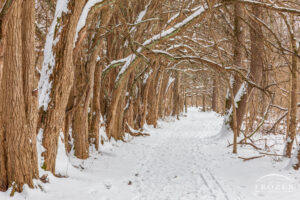 A straight trail extending to the midground is bounded by Osage Orange trees arching over this snowy path forming a natural woodland tunnel