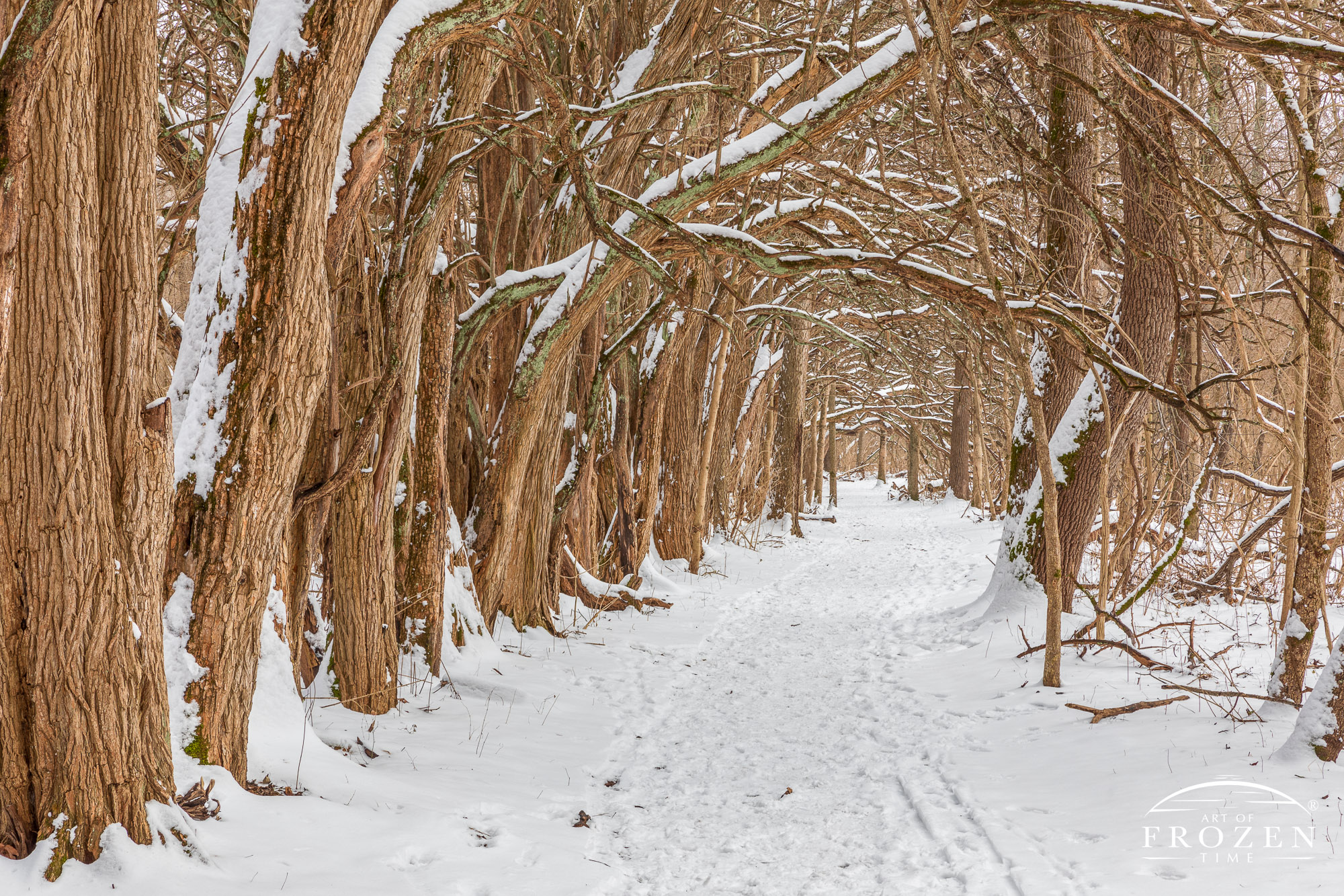 A straight trail extending to the midground is bounded by Osage Orange trees arching over this snowy path forming a natural woodland tunnel