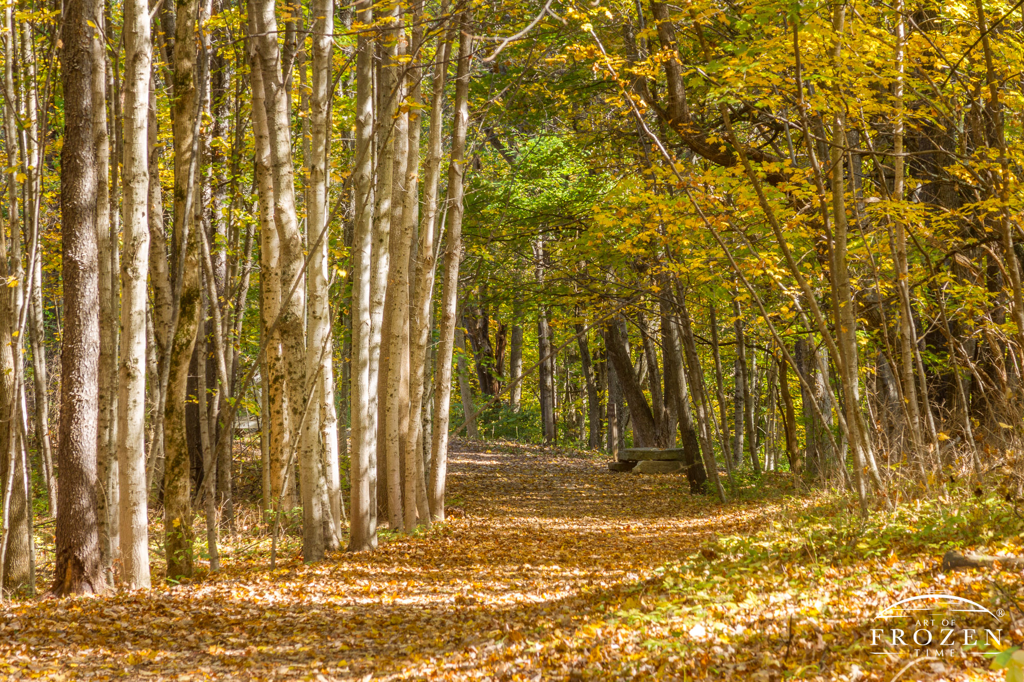 A trail leads visitors around a stand of birch trees in Sugarcreek MetroPark during a fall day