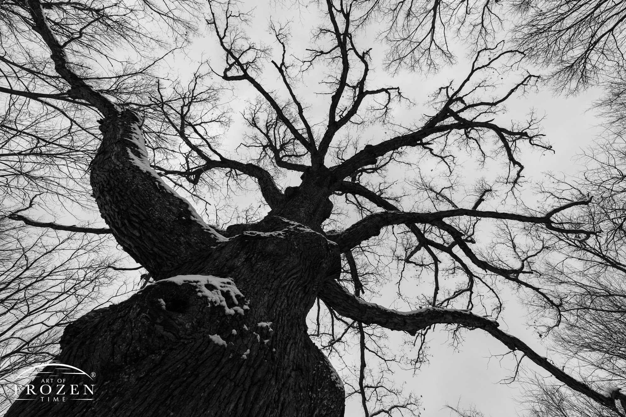 A black and white image looking up from the bottom of a 550-year old white oak tree where a recent snow clings to its dark bark