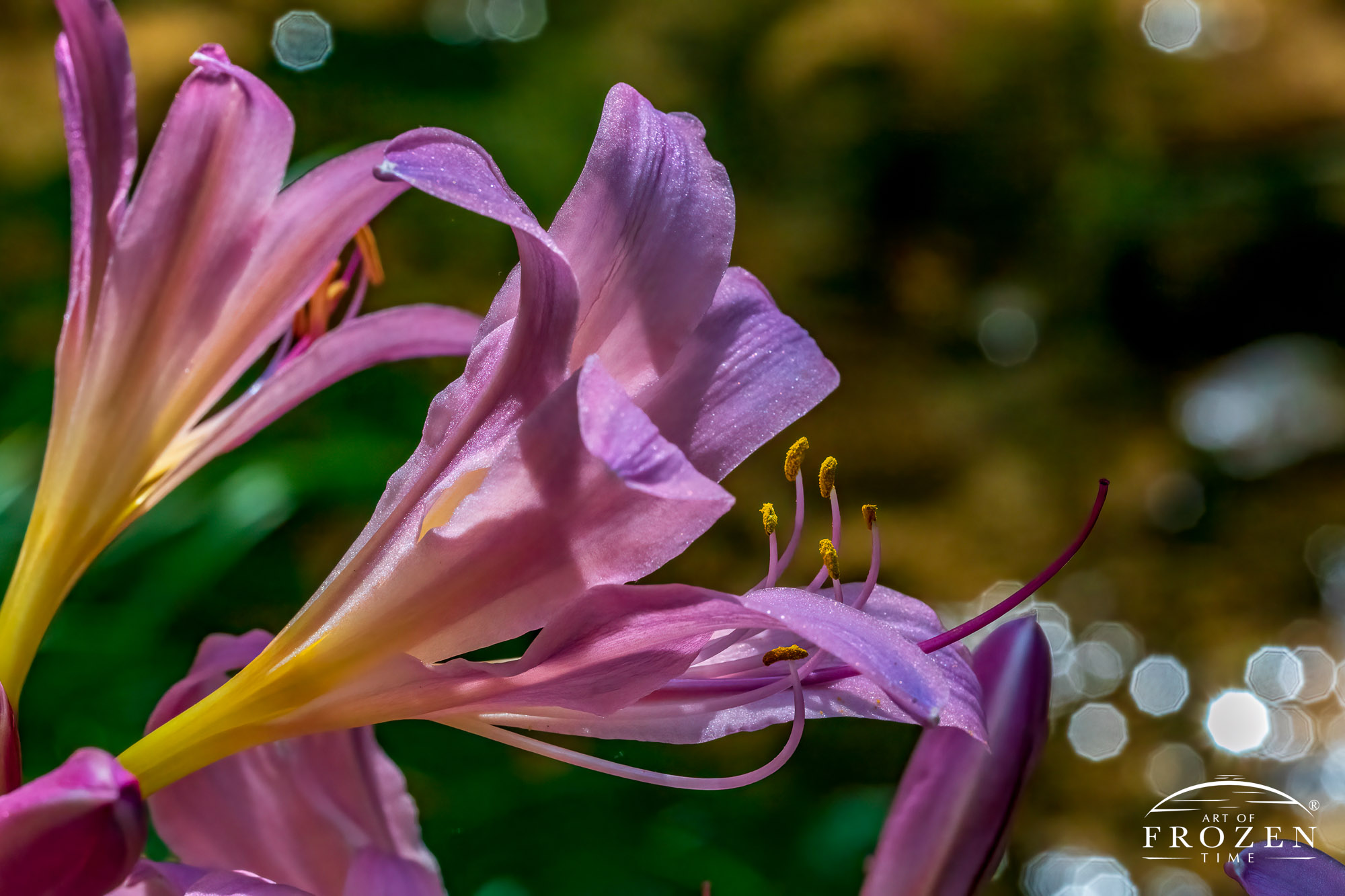 A light pink lily called the Surprise Lily catching sunlight from the forest floor at Aullwood MetroPark