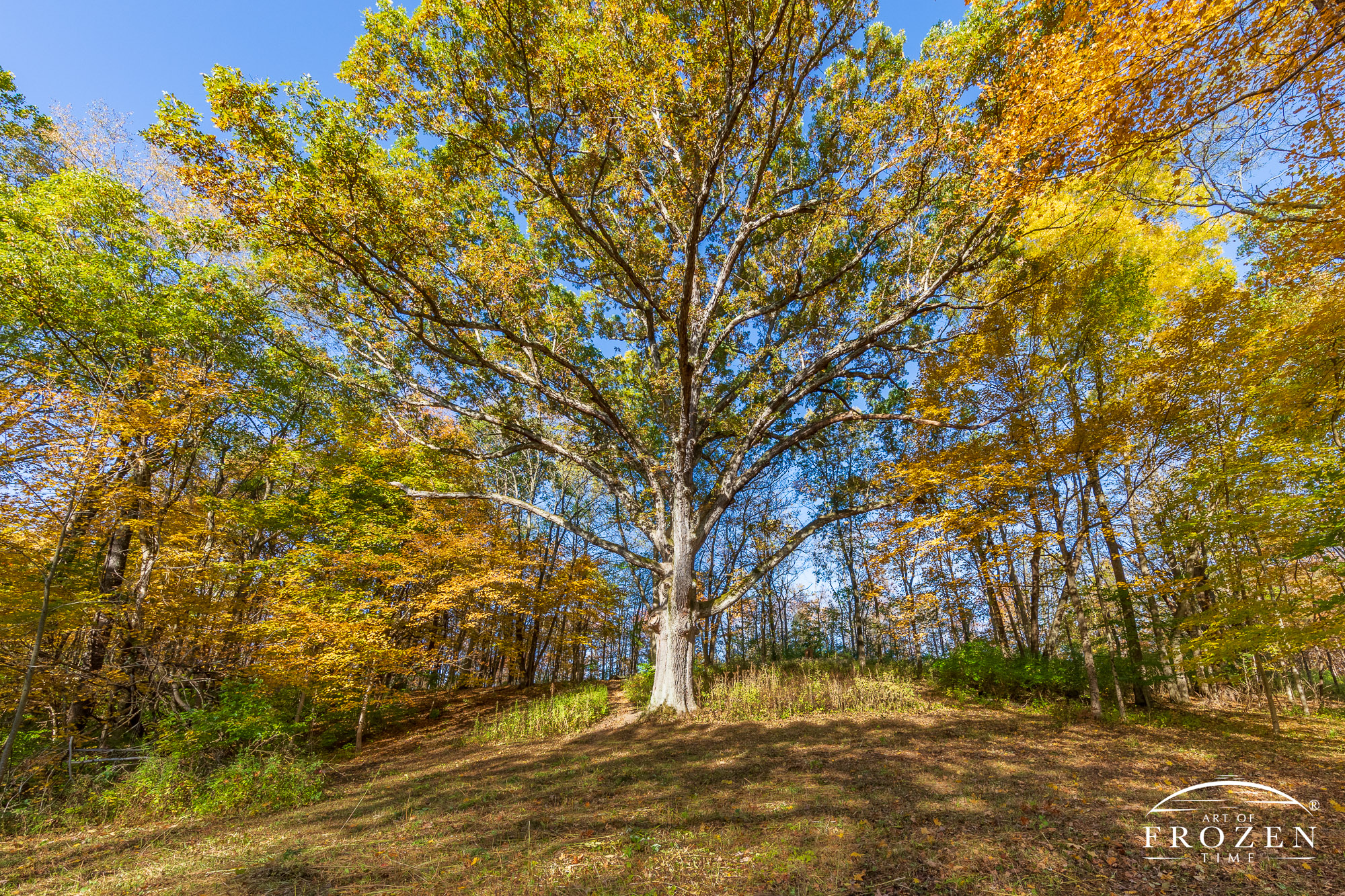 One of Ohio’s largest white oak trees whose branches spread out in all directions as the autumn-colored leaves compliment the blue sky above.
