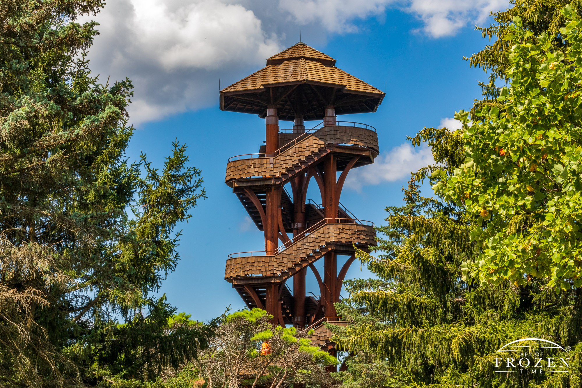 A compositionally framed image of the Cox Arboretum MetroPark Tree Tower as it stands among the surrounding pine trees.
