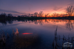 A twilight image of a Cox Arboretum MetroPark pond where a bright orange koi takes on the same color as the sunset sky