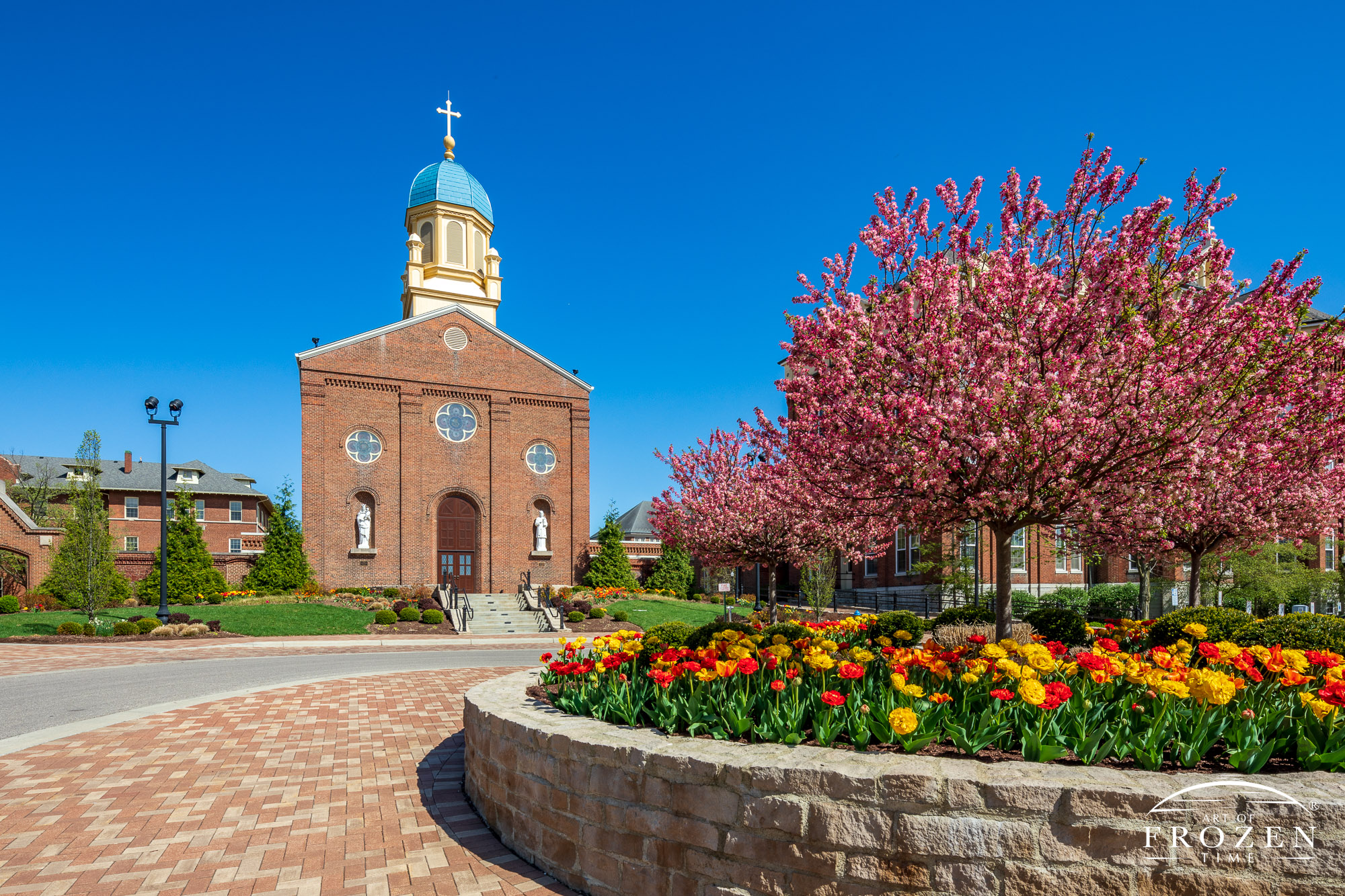 University of Dayton’s Immaculate Conception Chapel under blue skies.with red and yellow tulips standing under pink flowering trees