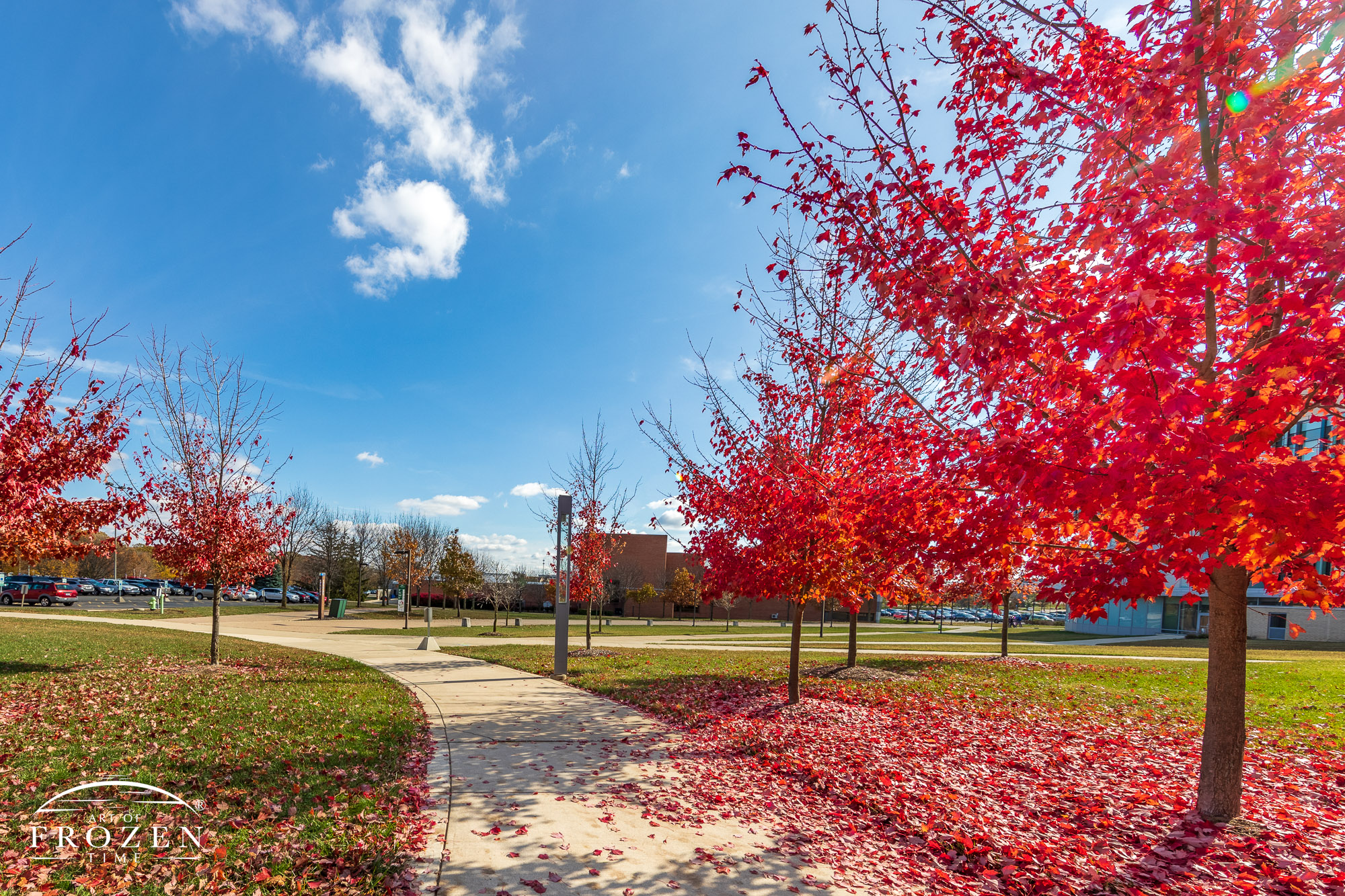 A pretty fall day at Wright State University as a curved sidewalk leads visitors under bright red maple leaves under a blue sky