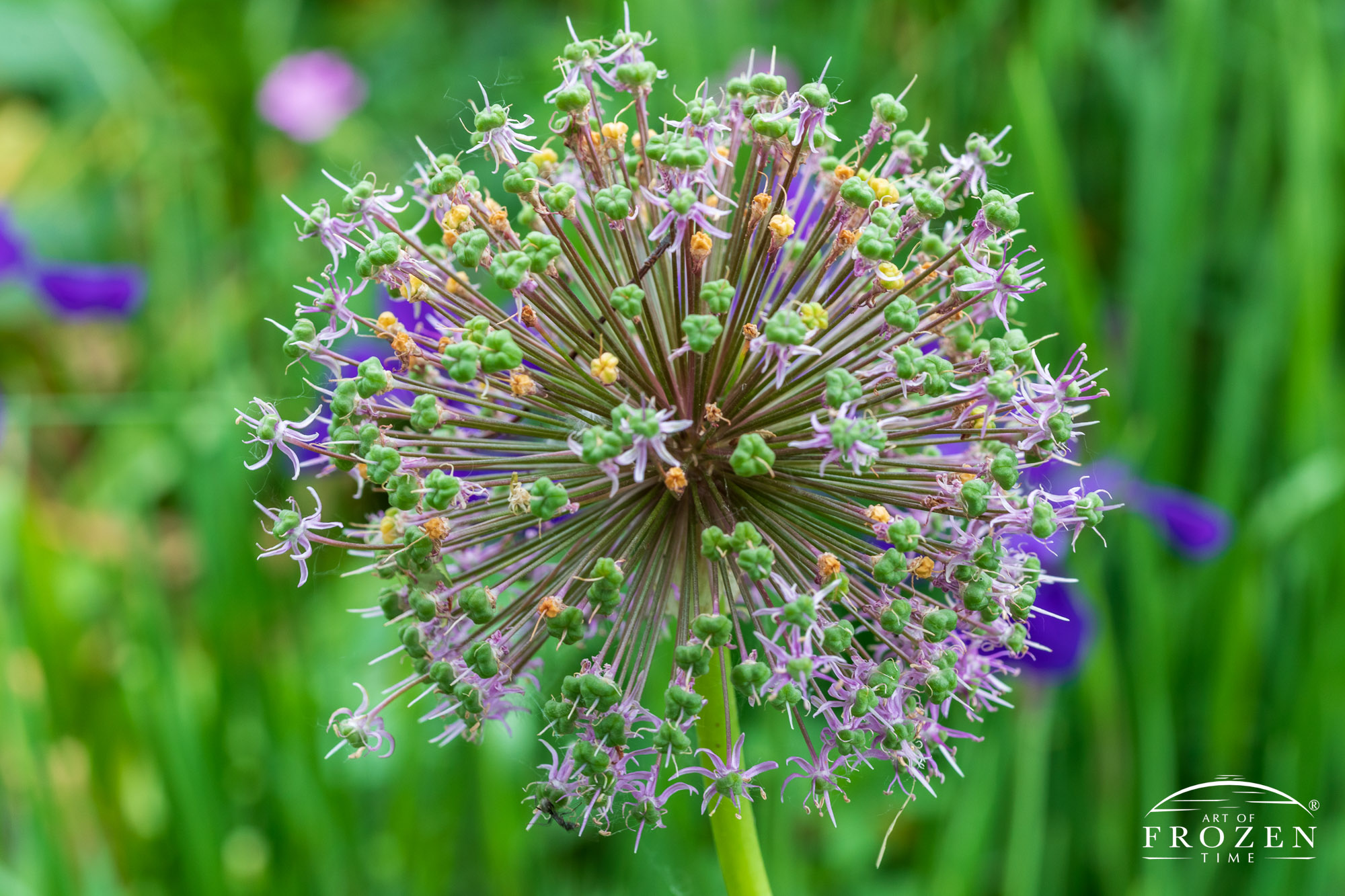 An intimate view of the Allium Globemaster in Wegerzyn Gardens MetroPark which is about to bloom
