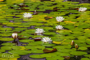 Seven American White Water Lilies at Lincoln Park Civic Commons in Kettering, Ohio, with white petals, yellow centers, and surrounding lily pads.