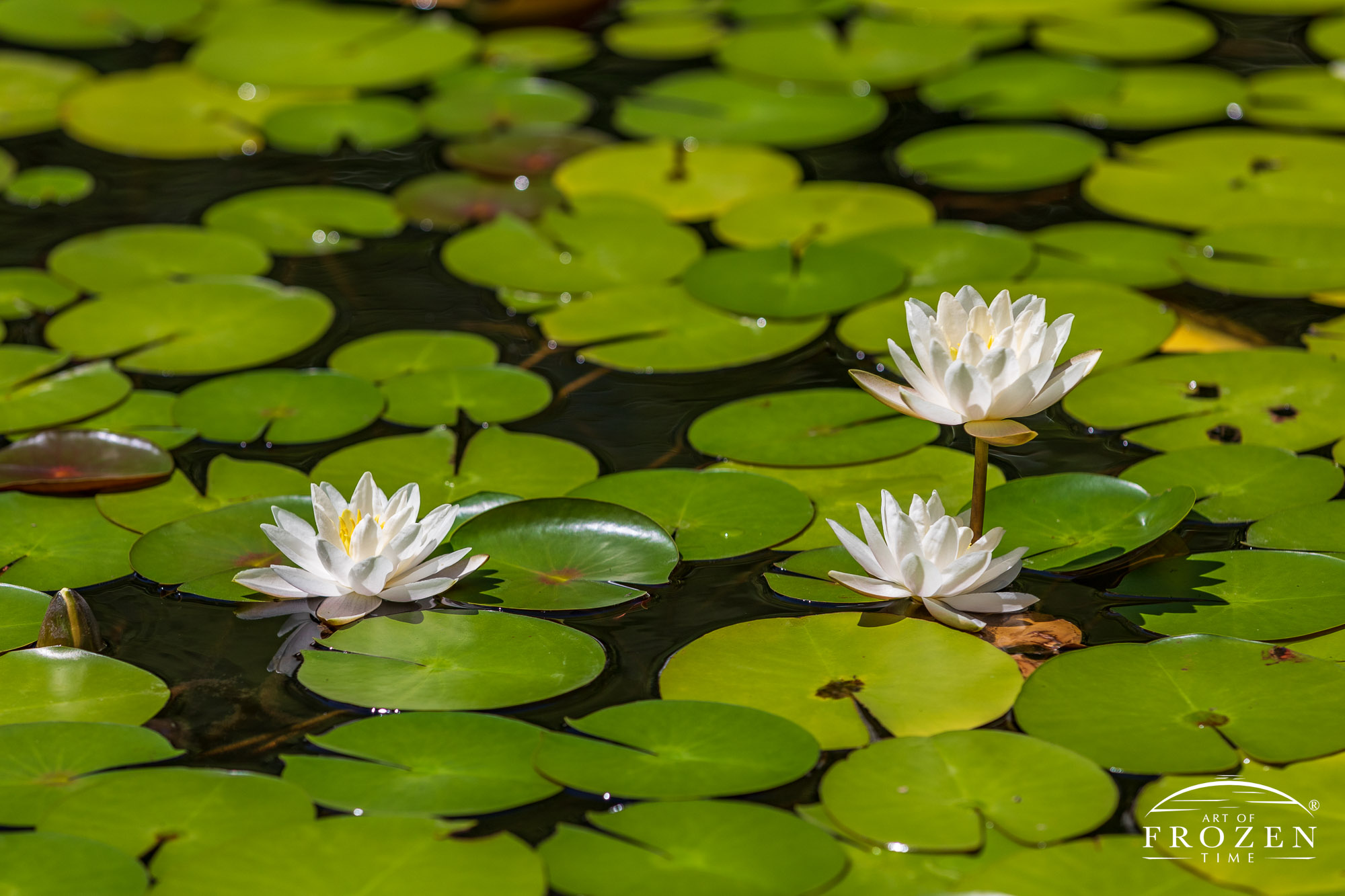 A patch of American White Water Lilies basking in the mid-day sun