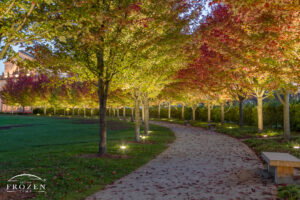 A curved park pathway at St Louis Forest Park where walkway lights illuminate the fiery red maple leaves on this autumn evening