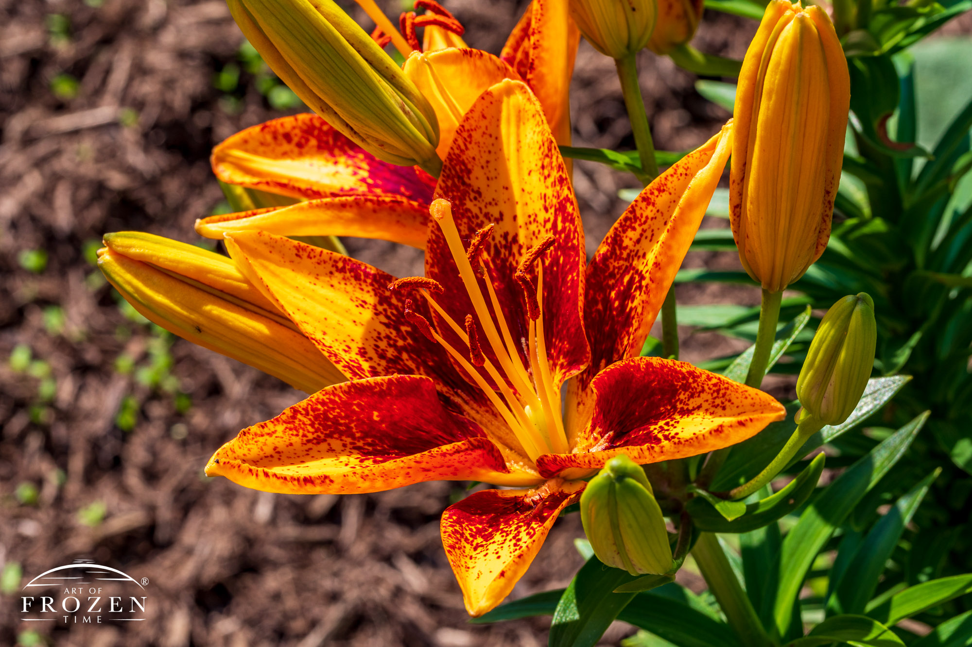 An Asiatic Lily with yellow petals and red center
