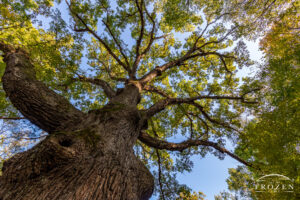 Looking up from the bottom of a 550-year old white oak tree whose green leaves catch golden light from the evening sun.