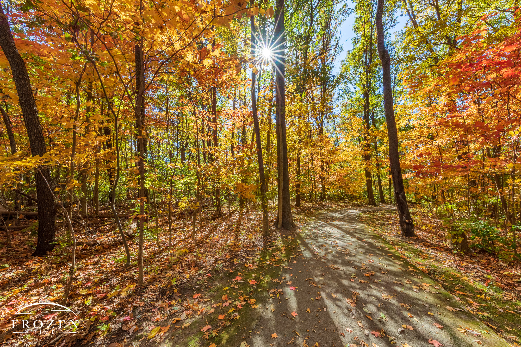 A curving pathway under brightly colored leaves which were colorfully backlight by the October sun