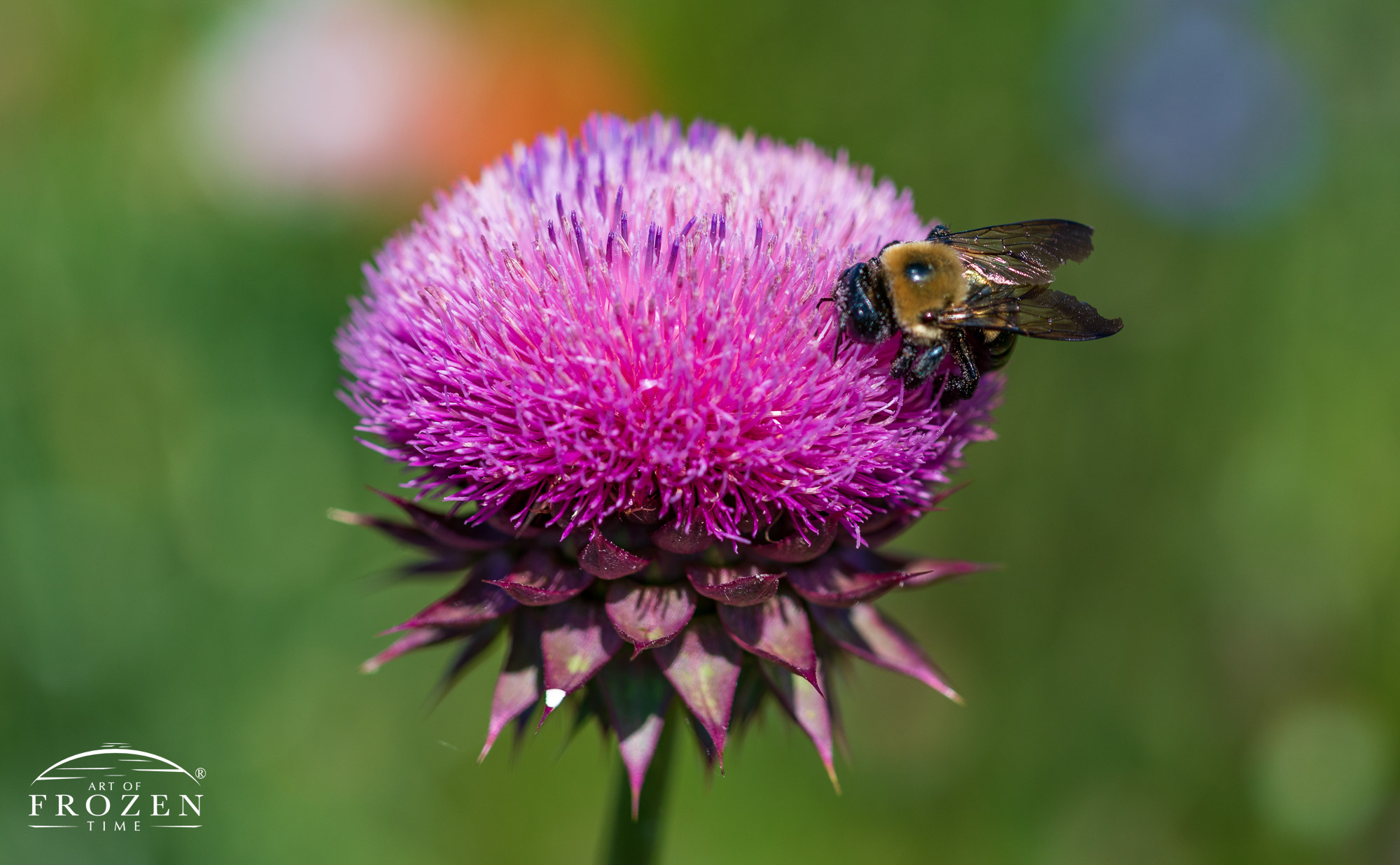 A musk thistle with its distinctive purple flower and large bracts under the flower which attracted this bee